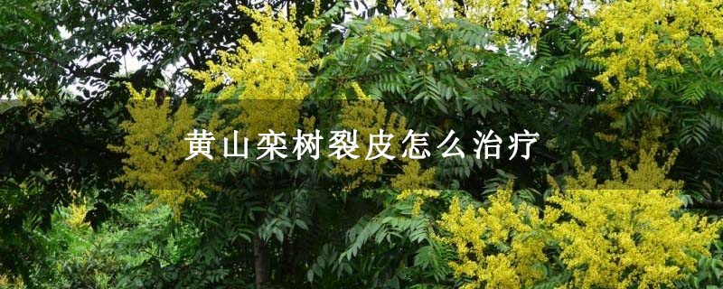 黄山栾树裂皮怎么治疗