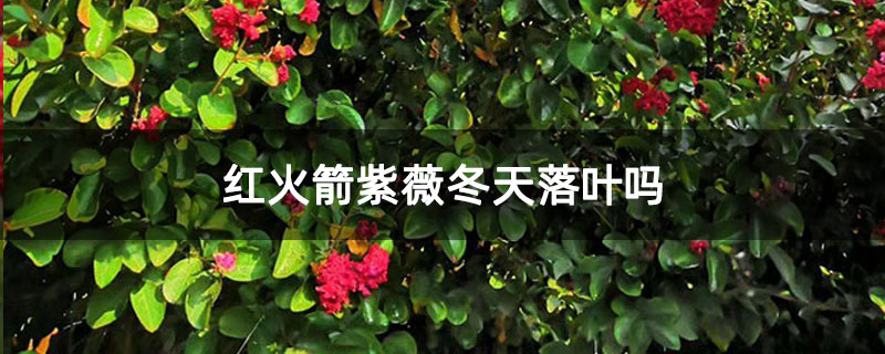 红火箭紫薇冬天落叶吗