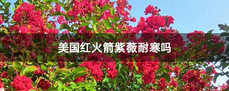 美国红火箭紫薇耐寒吗