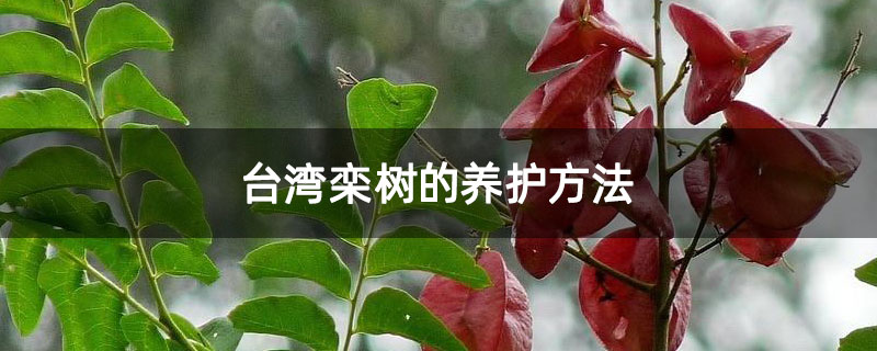 台湾栾树的养护方法