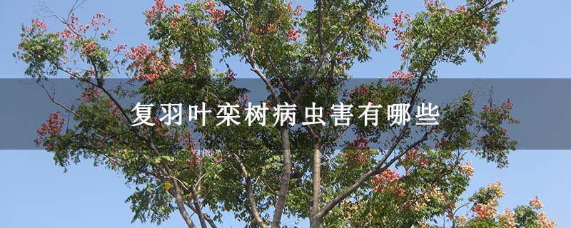 复羽叶栾树病虫害有哪些