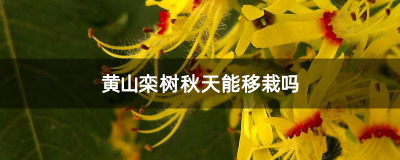 黄山栾树秋天能移栽吗