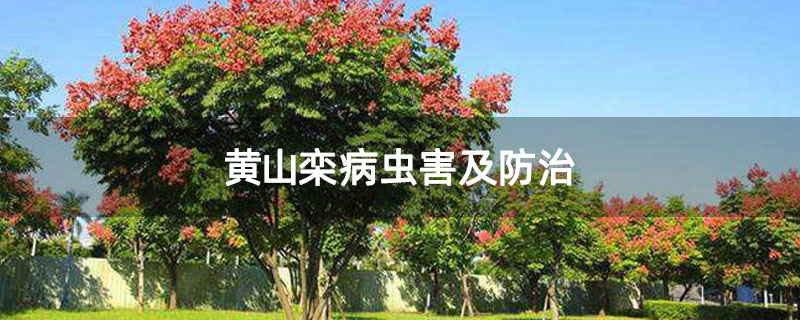 黄山栾病虫害及防治