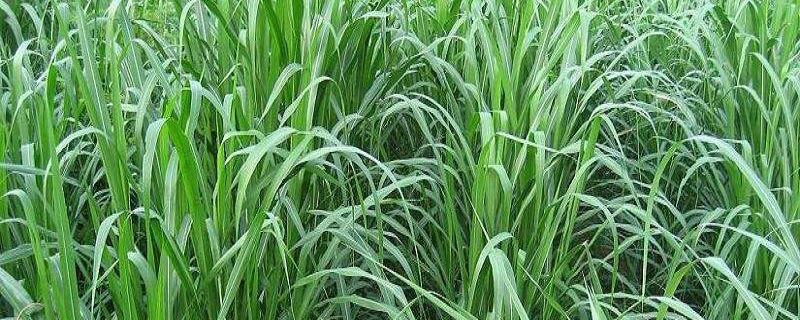 牧草适合在什么地方种植