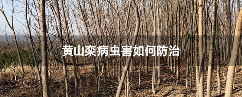 黄山栾病虫害如何防治