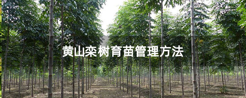 黄山栾树育苗管理方法