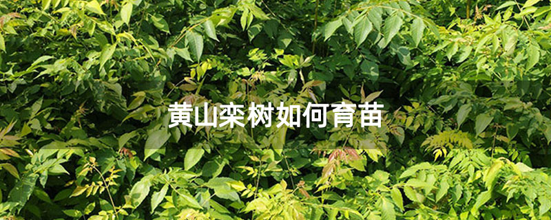 黄山栾树如何育苗