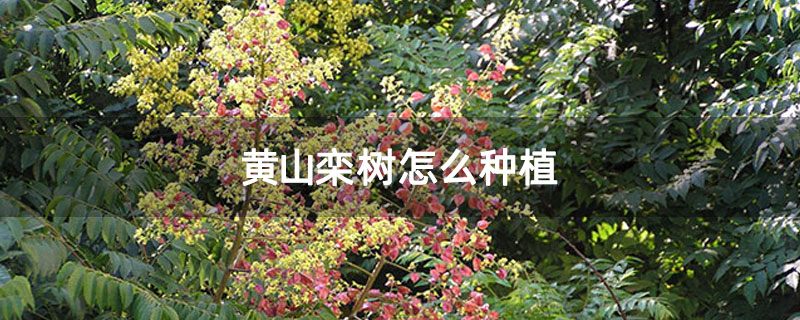 黄山栾树怎么种植