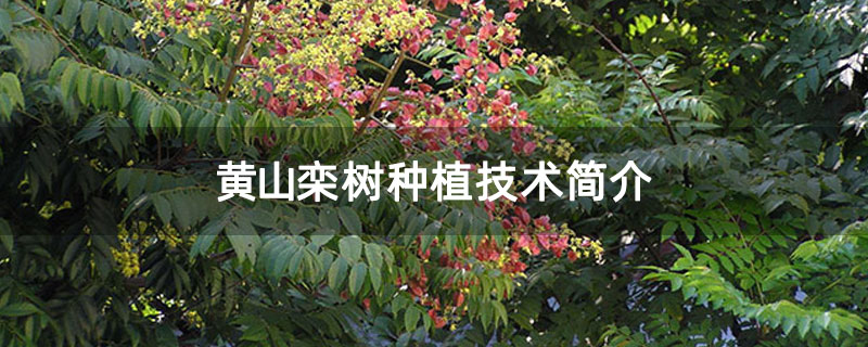 黄山栾树种植技术简介
