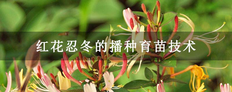 红花忍冬的播种育苗技术