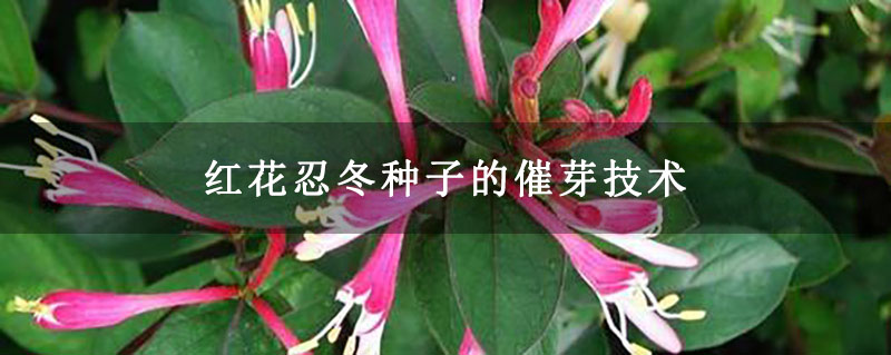 红花忍冬种子的催芽技术