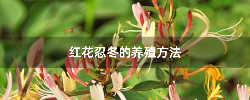 红花忍冬的养殖方法