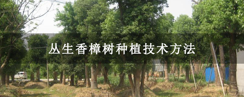 丛生香樟树种植技术方法