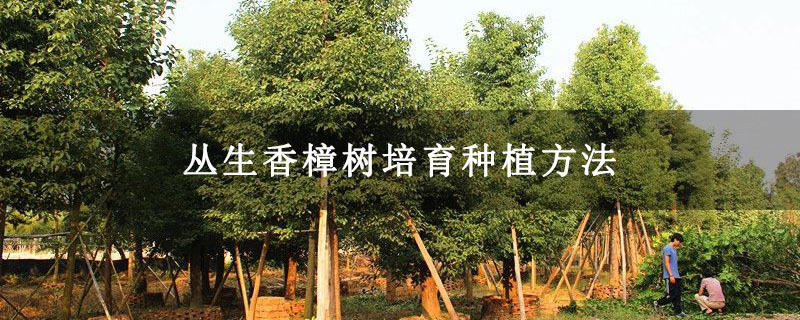 丛生香樟树培育种植方法