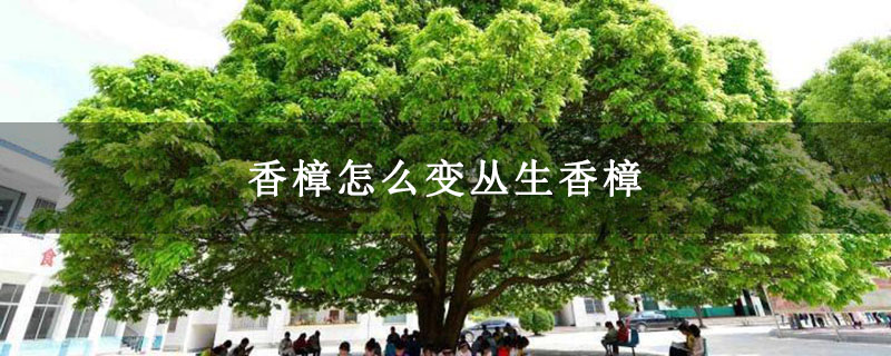 香樟怎么变丛生香樟