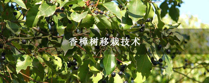 香樟树移栽技术