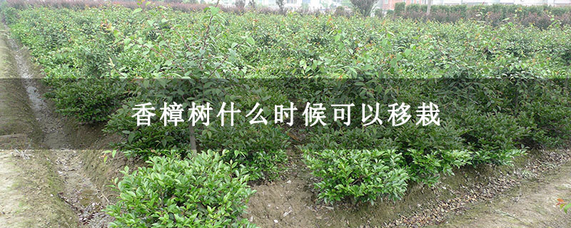 香樟树什么时候可以移栽