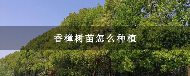 香樟树苗怎么种植