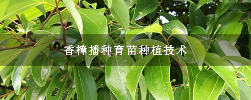 香樟播种育苗种植技术