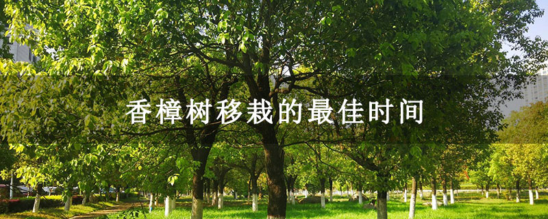 香樟树移栽的最佳时间