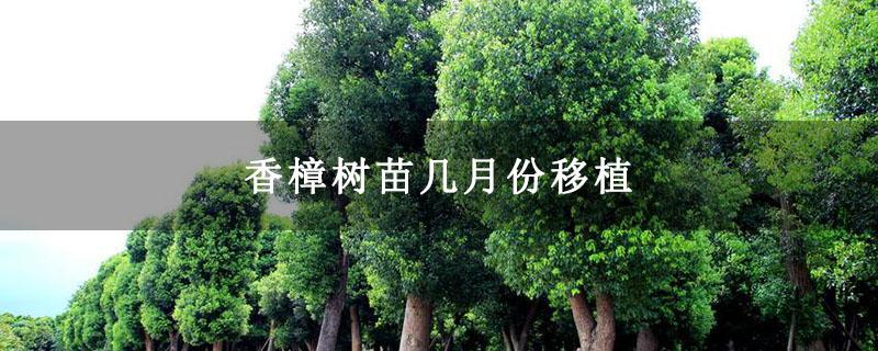 香樟树苗几月份移植