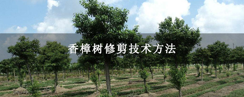 香樟树修剪技术方法
