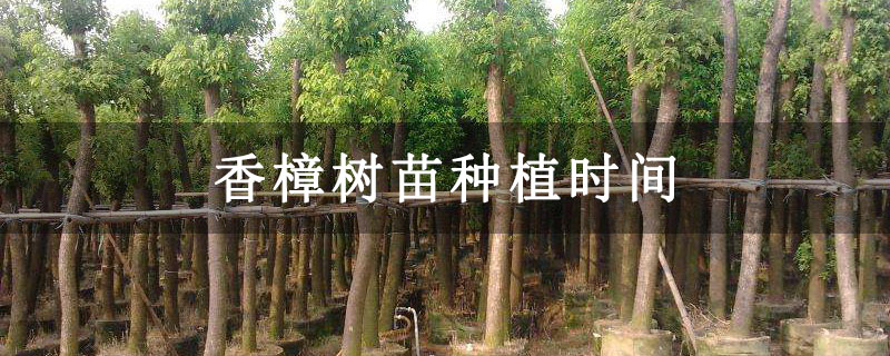 香樟树苗种植时间
