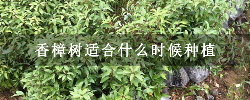 香樟树适合什么时候种植