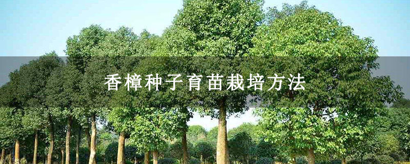 香樟种子育苗栽培方法