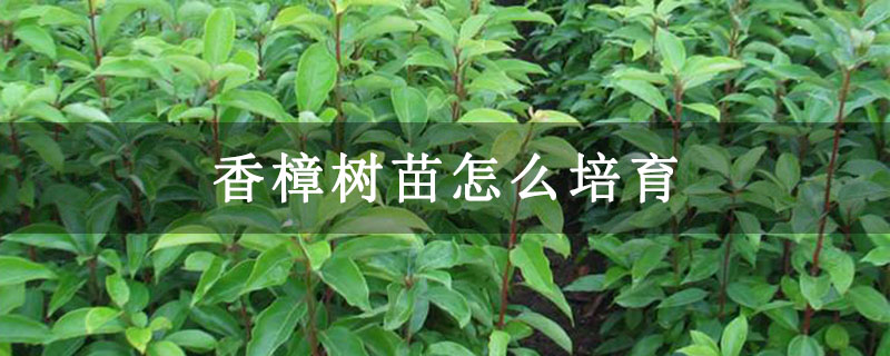 香樟树苗怎么培育