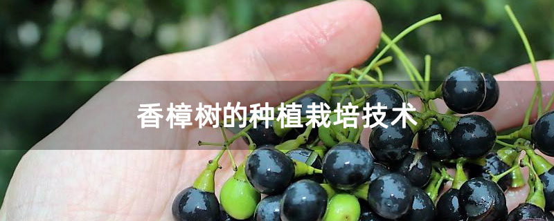 香樟树的种植栽培技术