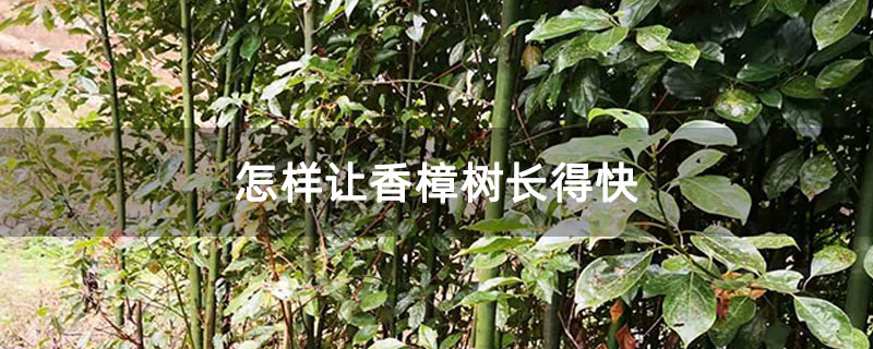 怎样让香樟树长得快