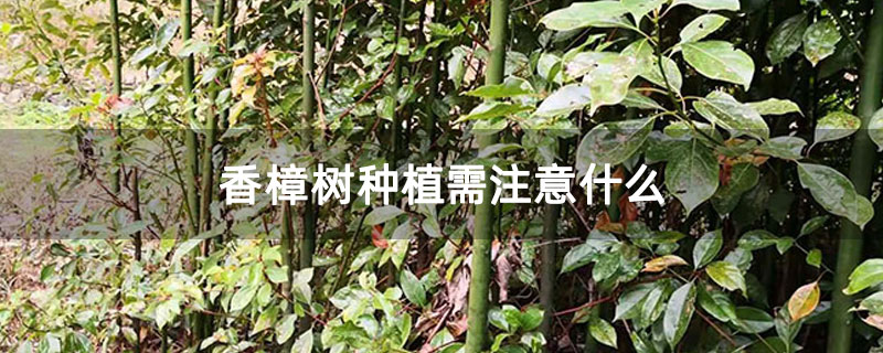香樟树种植需注意什么