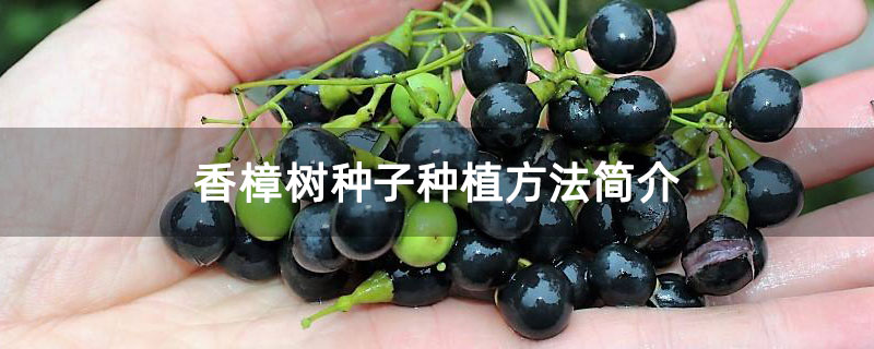 香樟树种子种植方法简介