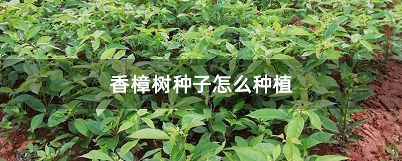 香樟树种子怎么种植
