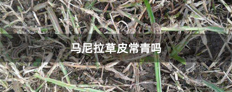 马尼拉草皮常青吗