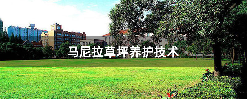 马尼拉草坪养护技术