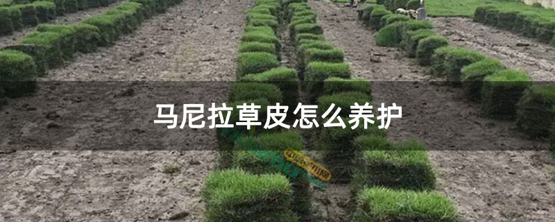 马尼拉草皮怎么养护