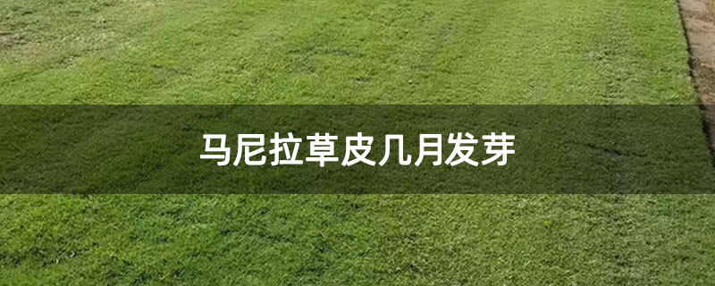 马尼拉草皮几月发芽