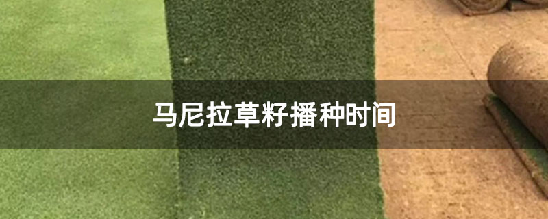 马尼拉草籽播种时间
