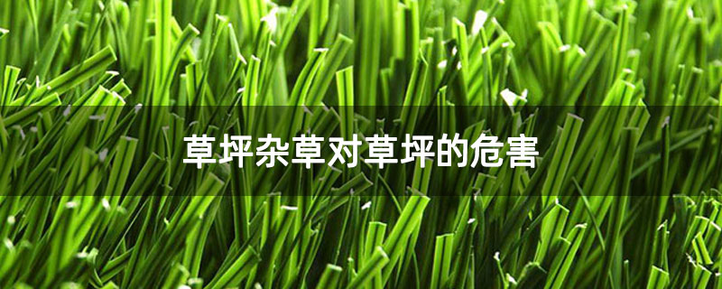 草坪杂草对草坪的危害