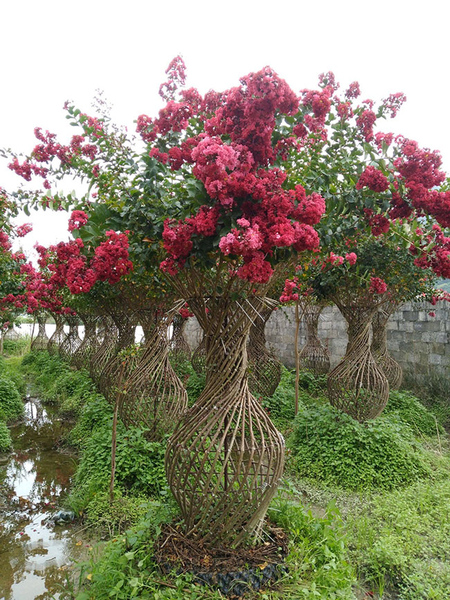 紫荆花盆景是怎么养成的?