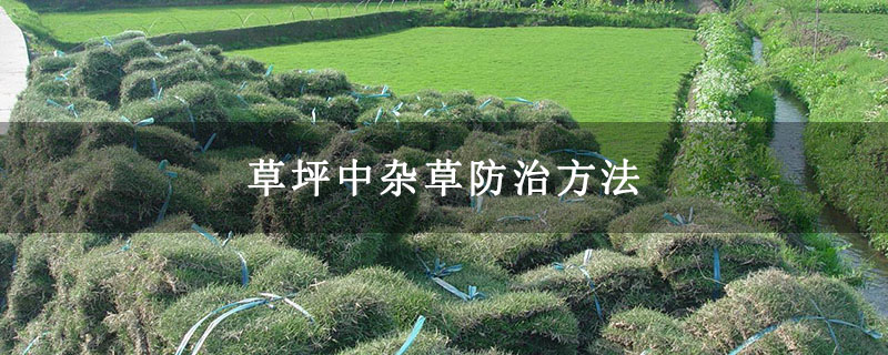 草坪中杂草防治方法