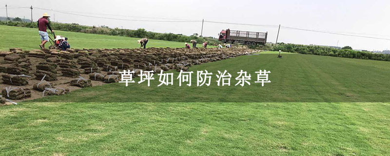 草坪如何防治杂草