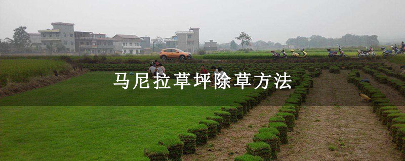 马尼拉草坪除草方法