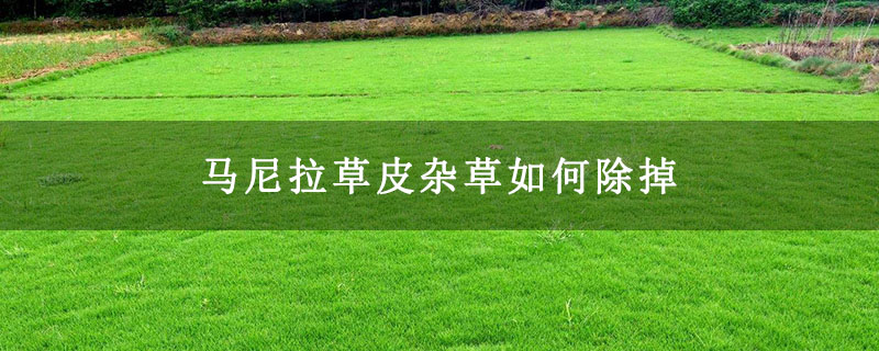 马尼拉草皮杂草如何除掉