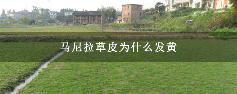 马尼拉草皮为什么发黄