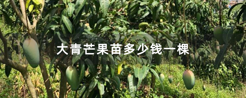 大青芒果苗多少钱一棵