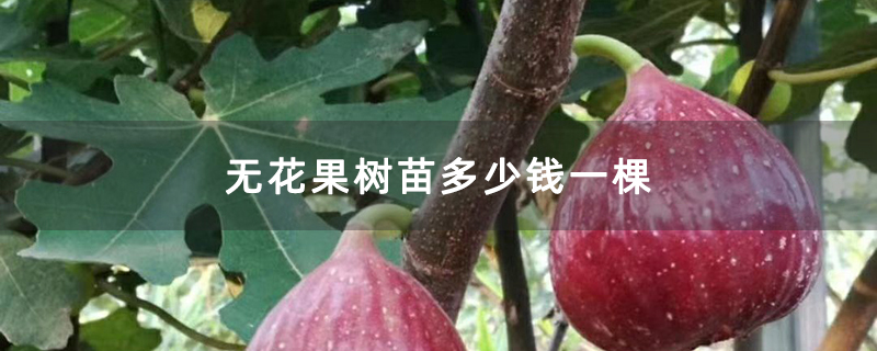 无花果树苗多少钱一棵