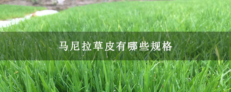 马尼拉草皮